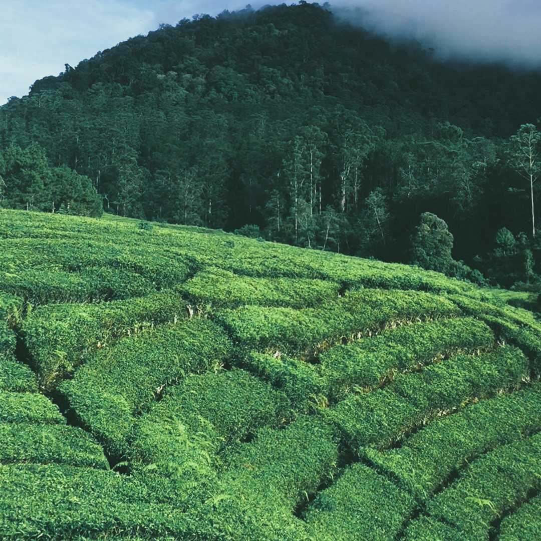 Hamparan Teh Hijau Menyejukkan Mata